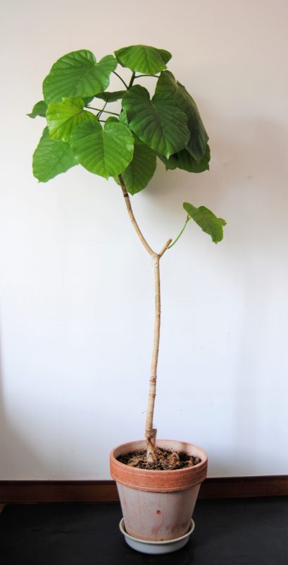 部屋のインテリアにおすすめな観葉植物 ウンベラータ は育てやすい