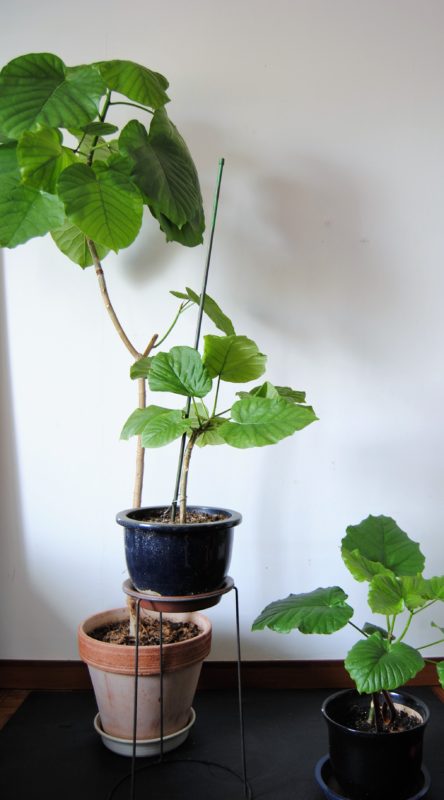 部屋のインテリアにおすすめな観葉植物 ウンベラータ は育てやすい