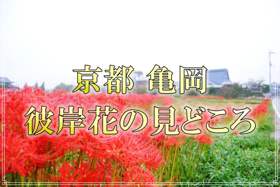 写真好き必見 京都 亀岡 穴太寺エリアの彼岸花 紅葉前にオススメ