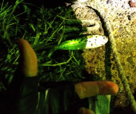 釣りブログ 千葉県内房でアジング 南房総ランガン記 第１章