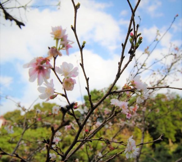 10月なのに季節外れの桜が咲いていました。調べると「十月桜」という品種で、年2回花を咲かせるみたいです。