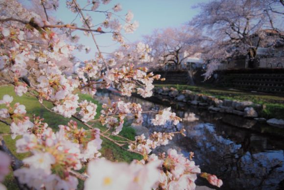 調布・野川の桜。ゆっくり走りたいときは野川がランニングコースです。