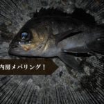 釣りブログ 千葉県内房でアジング 南房総ランガン記 第１章