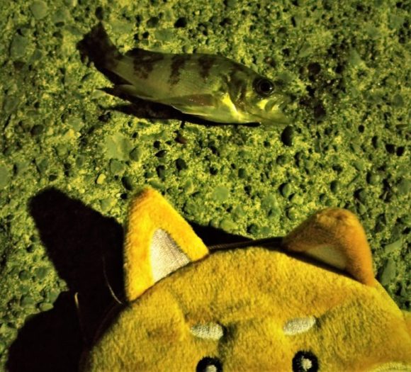 19年メバリング 千葉県内房 魚影は濃いが冬の房総は極寒