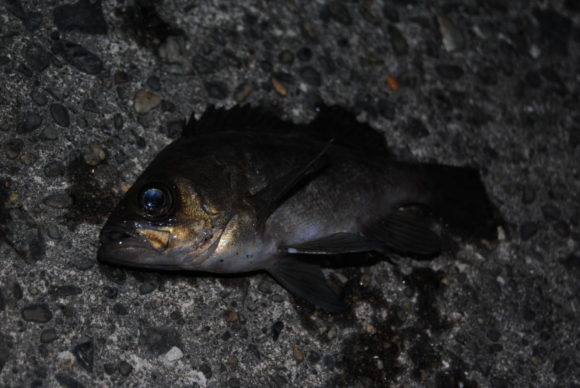 19年メバリング 千葉県内房 魚影は濃いが冬の房総は極寒