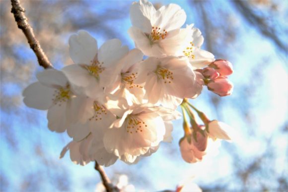 東京都調布市 野川の桜 おすすめ撮影スポット 時間 アクセスは