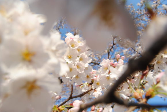 東京都調布市 野川の桜 おすすめ撮影スポット 時間 アクセスは