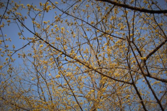 黄色い蝋梅は青空に映えます。