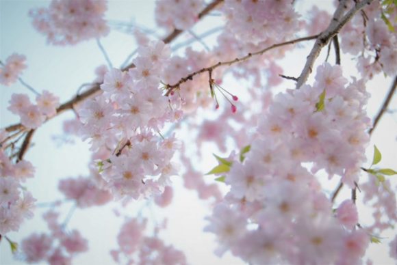 葉桜もまたきれいです(2018年4月1日撮影)