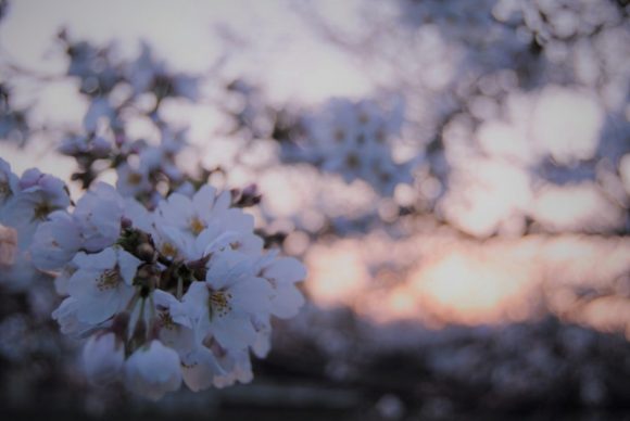 2018年3月25日5：48撮影。日の出直前で桜が淡い色に輝きます。