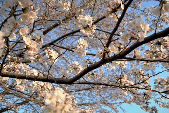 2018年3月25日6：29撮影。桜は強い朝日を浴びると黄色味を帯びる。