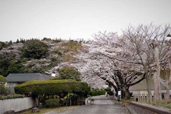 山の桜がきれいで、桃源郷のようです。
