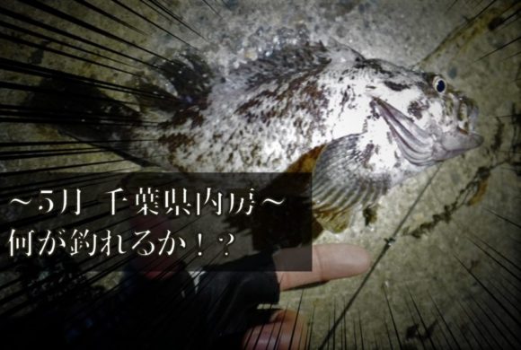 5月の千葉県内房で釣り 根魚 ロックフィッシュ アジはいる