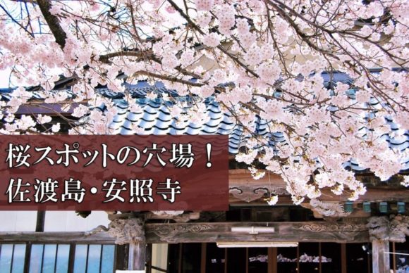 両津港から徒歩圏内 新潟県佐渡市にある桜の穴場的スポット 安照寺
