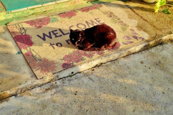 石垣島の「ウェルカム猫」。