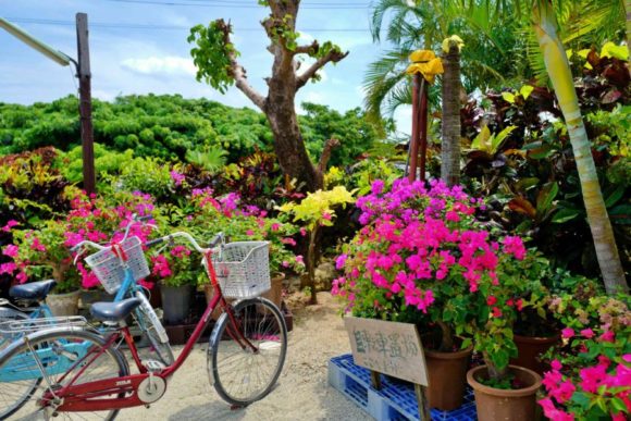 自転車置き場に駐輪。花がきれい。