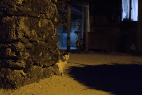 ちょっと怖い覗き猫
