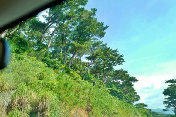 西表島にも松の木がたくさん生えている