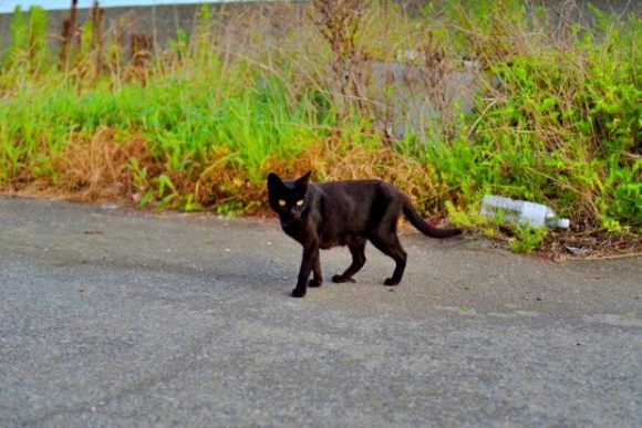 黒猫も毛並みが良いな。