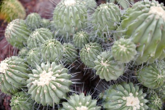 多肉植物はアレンジ アイデアで劇的に愛着が湧く セダムの魅力とは