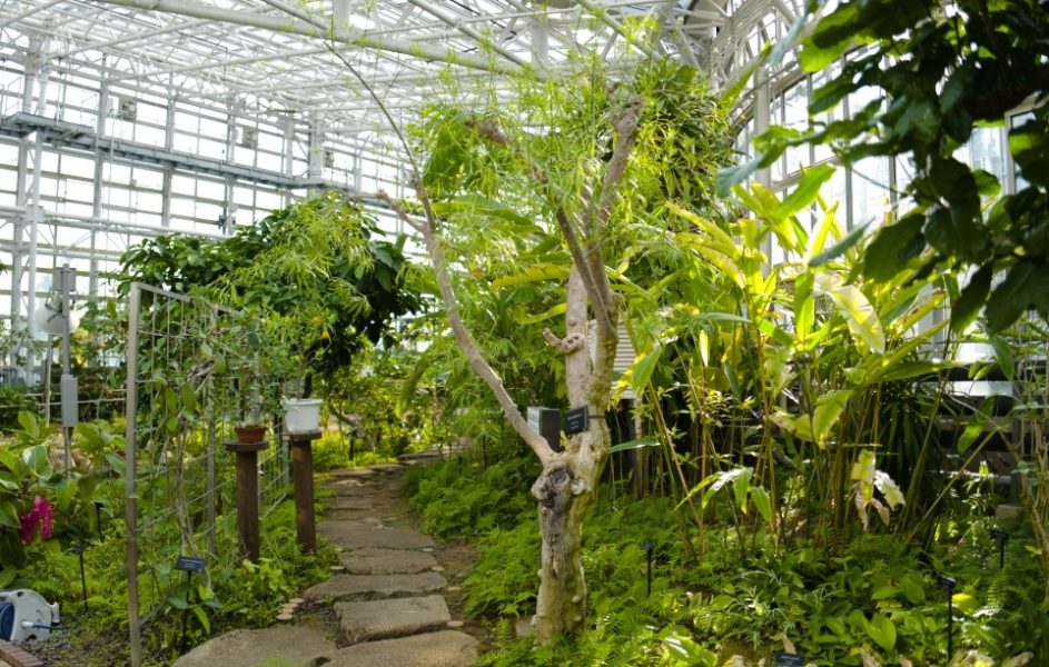 大温室の熱帯木室