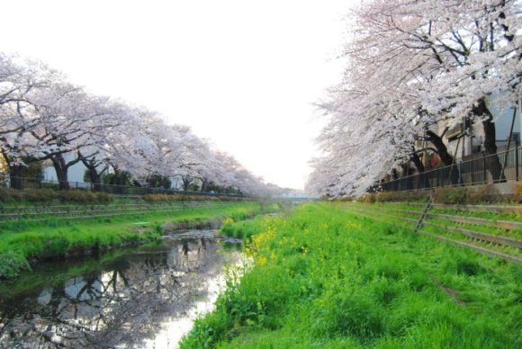 野川は桜並木が美しい。朝に撮影。