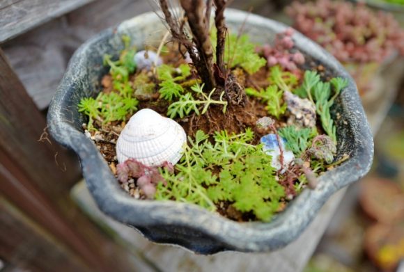植木鉢に撒いておくと、保水効果も高まる。苗木の種類を見極めてセダムを撒くのがポイント。