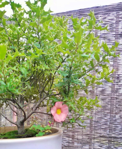姫柊とオキザリスの花