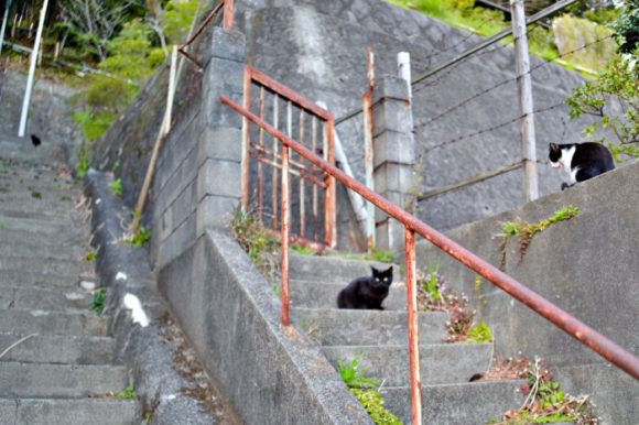 逃げていった猫たち。階段の左上にも黒猫。