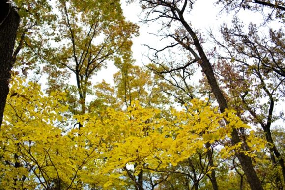 黄色い葉も美しいです。