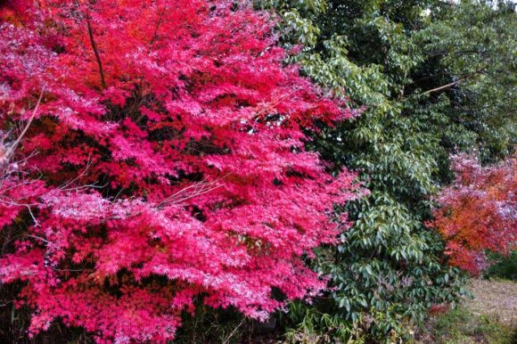 大蔵経寺山の麓は紅葉がわずかに残る。