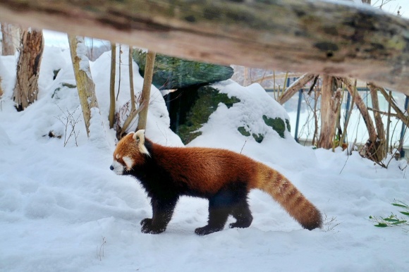激しくかわいい 冬にもおすすめな 札幌円山動物園のレッサーパンダ