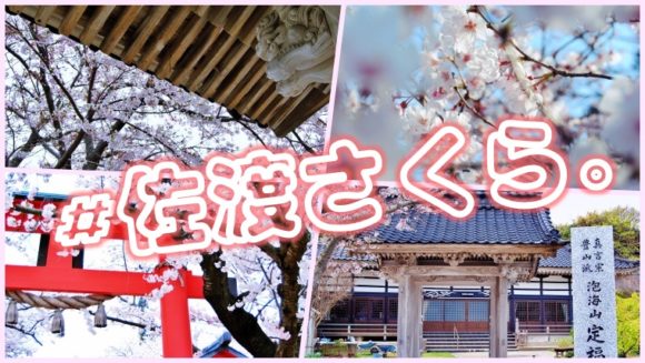 穴場の撮影スポット レンタカーで巡る佐渡島おすすめ桜の名所はココ