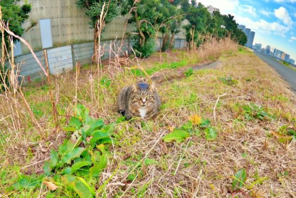 川崎区おすすめランニングコースは Gopro持ってジョギング 川崎区おすすめランニングコースは Gopro持ってジョギング