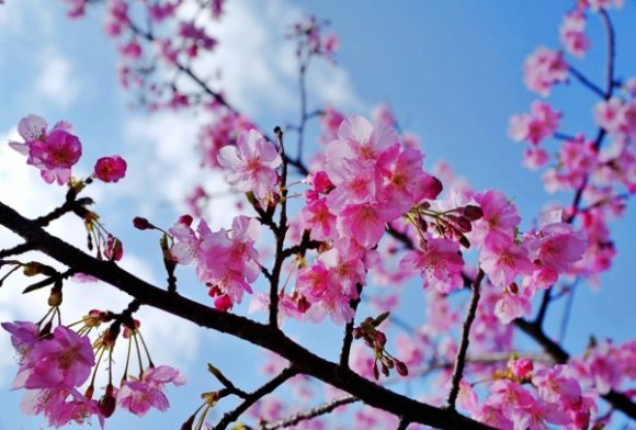 満開の桜だ。