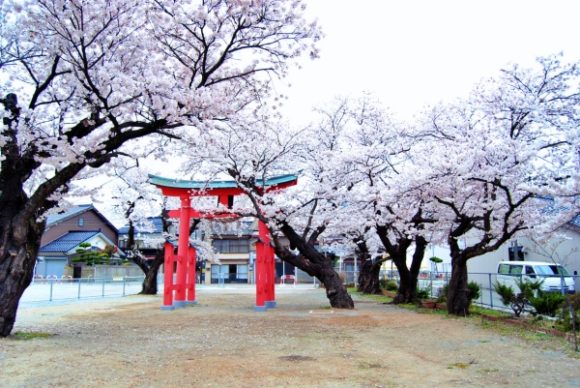 観光客が少なので、桜が生き生きしてる感じ。