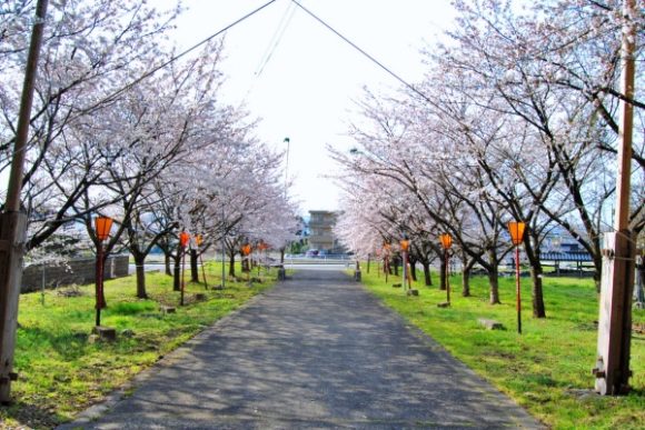 新保八幡宮境内の桜並木。