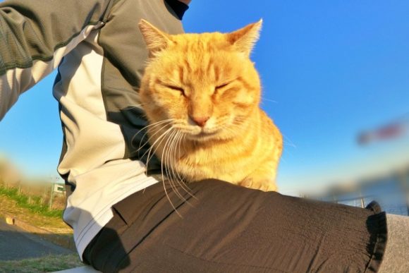 旅ブログ 熱海の散歩で出会った猫 知られざる 熱海ねこ の特徴は