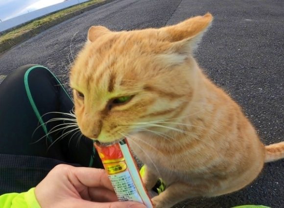 多摩川猫ブログ】猫好き集合！癒し猫と戯れたい。おすすめのエサは？