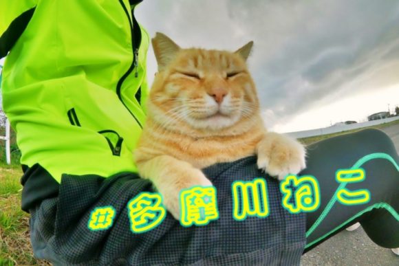 多摩川猫ブログ 猫好き集合 癒し猫と戯れたい おすすめのエサは