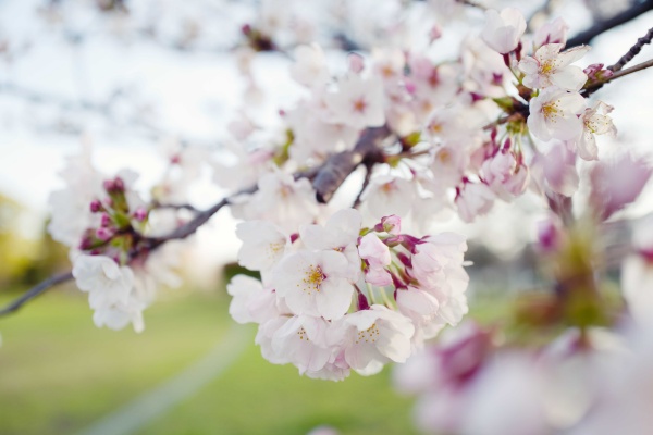 2021年3月の富士見公園は桜が咲き誇る。