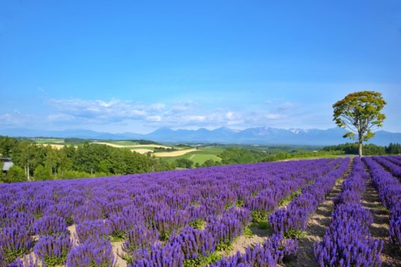 7月 夏の美瑛おすすめ観光スポット 四季彩の丘 滞在時間は