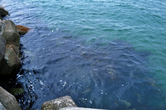 海藻が濃いブロック下。根魚いそう…
