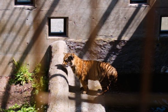 檻が邪魔ですが、やんちゃなトラもばっちり写っている。