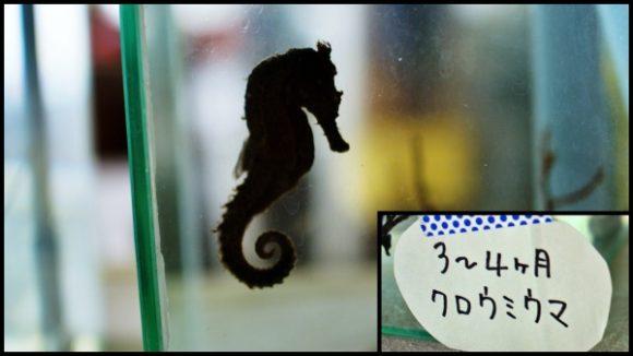 乃木坂46も来場 タツノオトシゴハウスのお土産やカフェ情報 南九州市