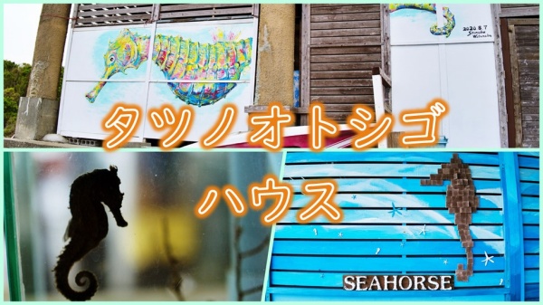 乃木坂46も来場 タツノオトシゴハウスのお土産やカフェ情報 南九州市
