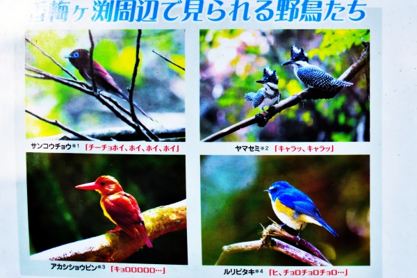 香梅ヶ渕で見られる野鳥