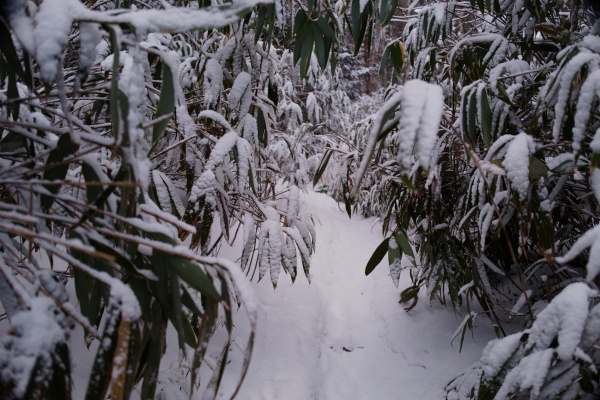 笹をよけるときにカメラに雪がかぶってイライラ。