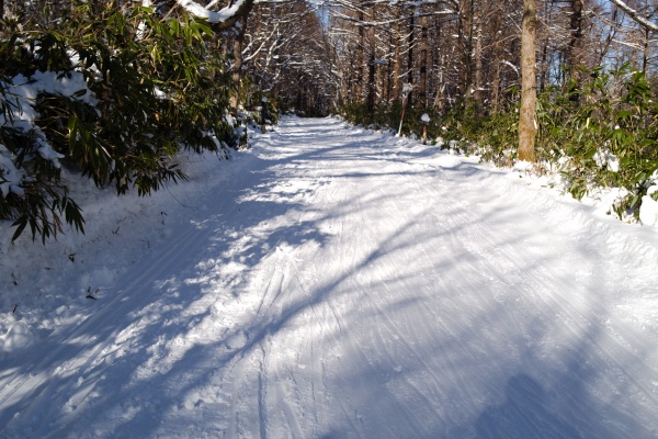 スキー跡が残る林道