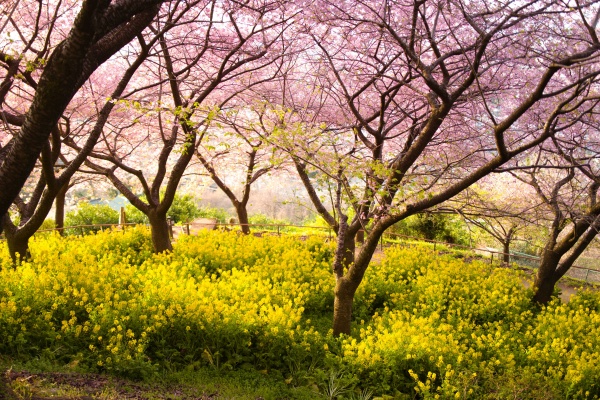 桜の枝ぶりも見事。これで入場料無料ってすごい。